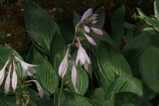 Hosta sieboldiana bestellen